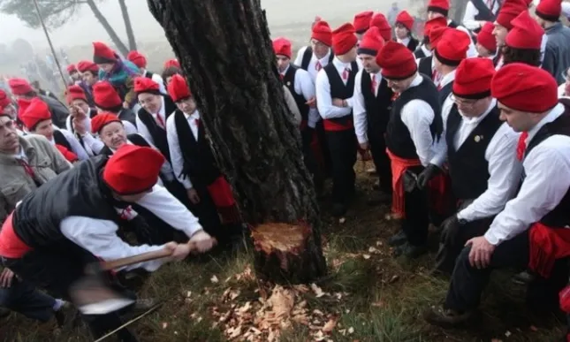 Galejadors tallant el pi marcat per fer d'ofrena.
